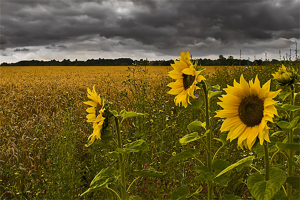 Sunflowers Under a Foreboding Sky Picture Board by Simon Gladwin