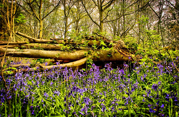 In The Depths of Bluebell Wood, Jubilee woods Picture Board by Simon Gladwin