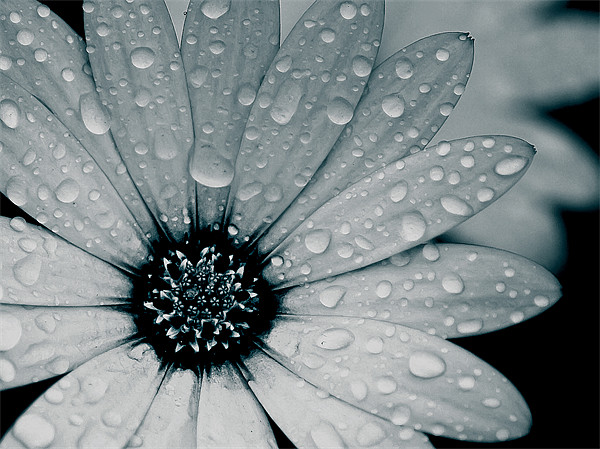 African Daisy After The Rain, Black and White Picture Board by Simon Gladwin