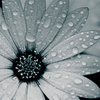 Buy canvas prints of African Daisy After The Rain, Black and White by Simon Gladwin