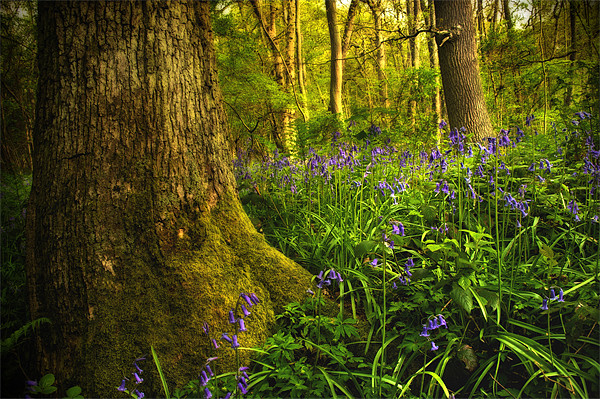 Bluebell Wood Picture Board by Simon Gladwin