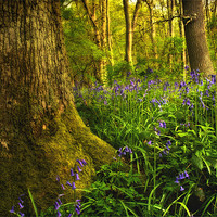 Buy canvas prints of Bluebell Wood by Simon Gladwin