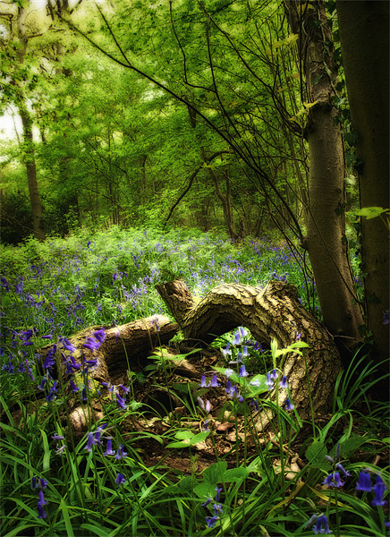 Bluebell Glade Picture Board by Simon Gladwin