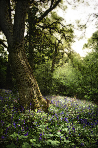 Bluebell Dell Picture Board by Simon Gladwin