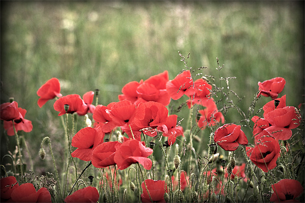 Poppies Picture Board by Simon Gladwin