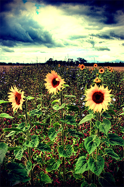 Sunflower Field Picture Board by Simon Gladwin