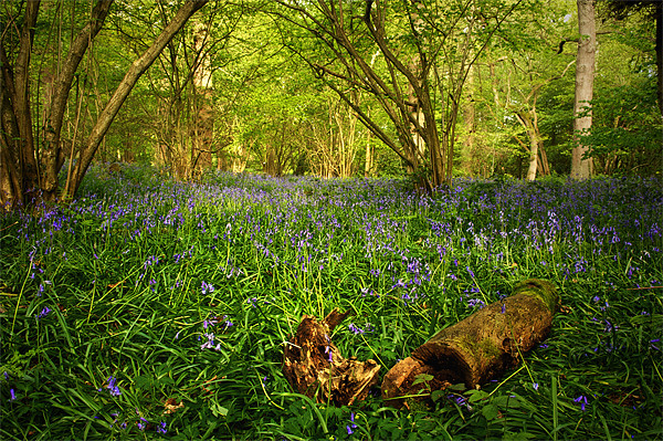 Bluebells in a  Leicestershire Woodland Picture Board by Simon Gladwin