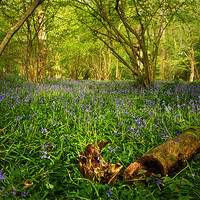 Buy canvas prints of Bluebells in a  Leicestershire Woodland by Simon Gladwin