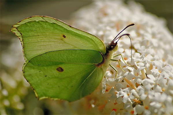 Brimstone Butterfly Picture Board by Simon Gladwin