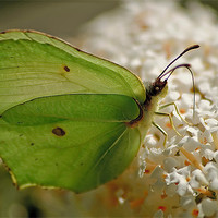 Buy canvas prints of Brimstone Butterfly by Simon Gladwin