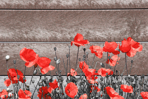 Red Urban Poppies Picture Board by Simon Gladwin