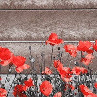 Buy canvas prints of Red Urban Poppies by Simon Gladwin