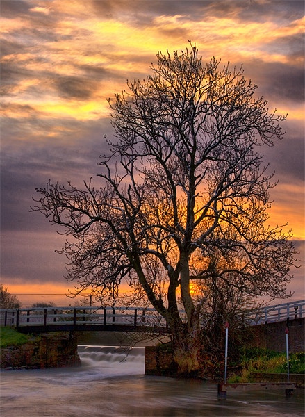The Tree on the Weir Picture Board by Simon Gladwin