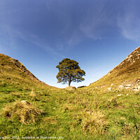 Buy canvas prints of Sycamore Gap (Robin Hood Tree) by Steven Vacher