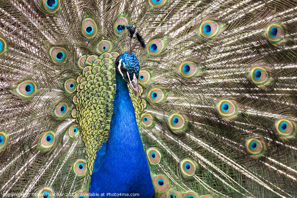 Beautiful Royal Blue Peacock Picture Board by Steven Vacher