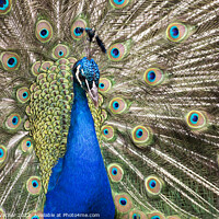 Buy canvas prints of Beautiful Royal Blue Peacock by Steven Vacher