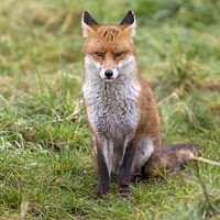 Buy canvas prints of A Cheeky Fox by Steven Vacher