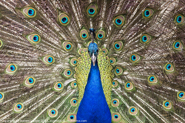 Beautiful Royal Blue Peacock Picture Board by Steven Vacher