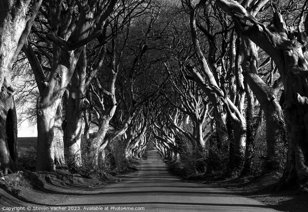 Dark Hedges in black and white Picture Board by Steven Vacher