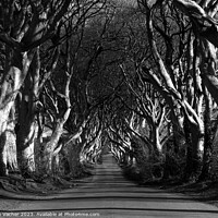 Buy canvas prints of Dark Hedges in black and white by Steven Vacher
