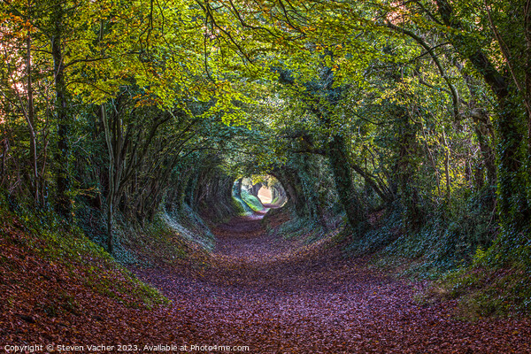 Autumn at Halnaker Tunnel Picture Board by Steven Vacher