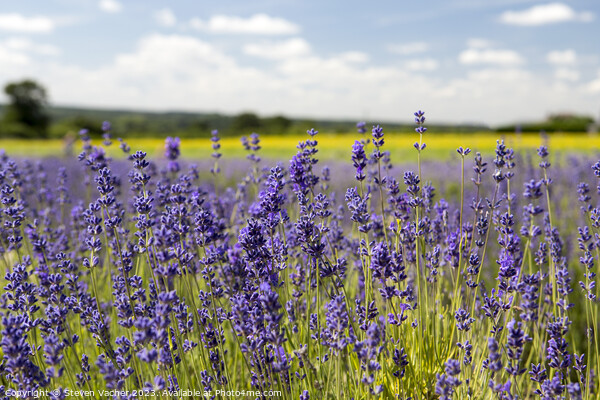 Lavender field Picture Board by Steven Vacher