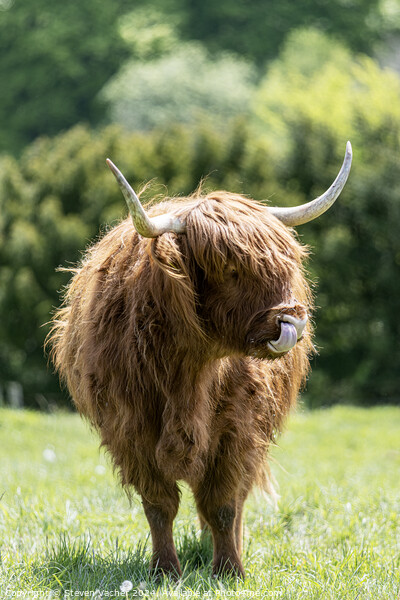 A brown highland cow standing on top of a grass covered field Picture Board by Steven Vacher