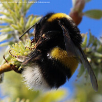 Buy canvas prints of The Humble Bumble Bee by Jennifer Harnden