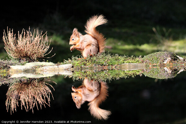 Red Squirrel Reflection Picture Board by Jennifer Harnden