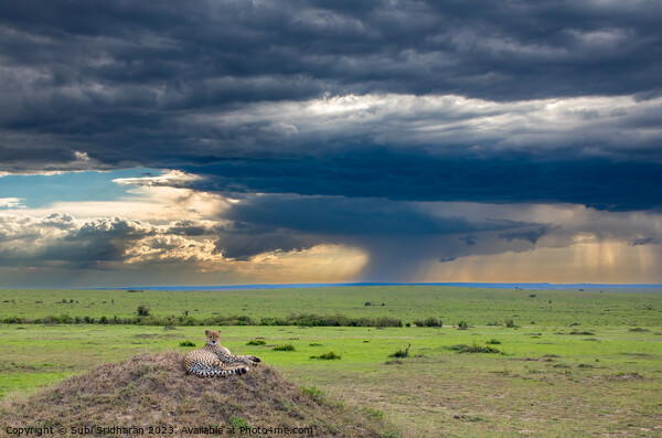 Calm in the storm Picture Board by Subi Sridharan