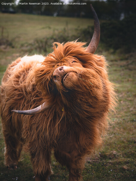 Highland Cow Picture Board by Martin Newman