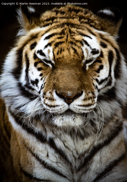 Amur Tiger Picture Board by Martin Newman