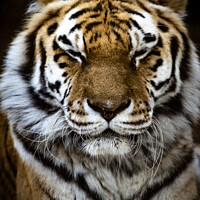 Buy canvas prints of Amur Tiger by Martin Newman