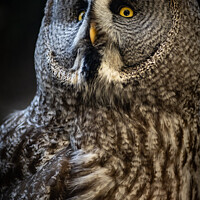 Buy canvas prints of A close up of an owl by Martin Newman