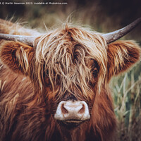 Buy canvas prints of A close up of a cow by Martin Newman
