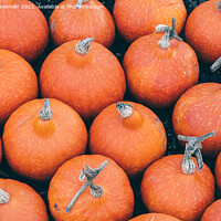 Buy canvas prints of Pumpkin Patch by Martin Newman