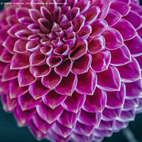 Buy canvas prints of Dahlia by Martin Newman