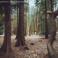 Buy canvas prints of Forest Walks by Martin Newman