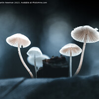 Buy canvas prints of Fungi Details by Martin Newman