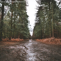 Buy canvas prints of Rendelsham Forest by Martin Newman