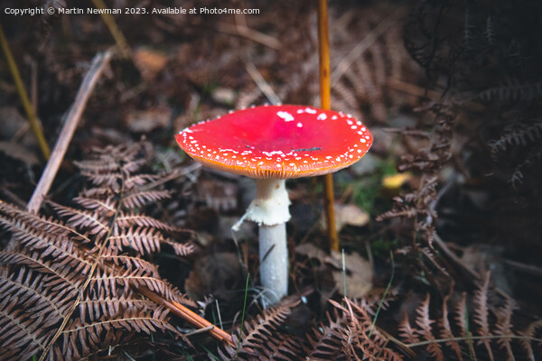 Fly Agaric Picture Board by Martin Newman