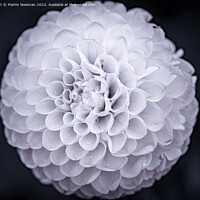 Buy canvas prints of White Dahlia by Martin Newman
