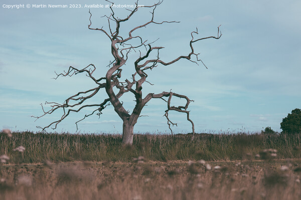 Isolated Tree Picture Board by Martin Newman