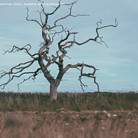 Buy canvas prints of Isolated Tree by Martin Newman