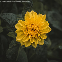 Buy canvas prints of Yellow Flowering Plant by Martin Newman