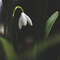 Buy canvas prints of Snowdrop Flower by Martin Newman