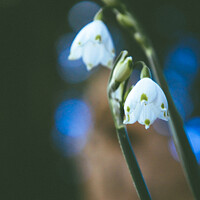 Buy canvas prints of Snowdrop Flower by Martin Newman