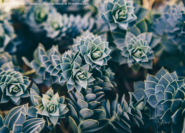 Succulents Picture Board by Martin Newman