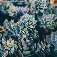 Buy canvas prints of Succulents by Martin Newman