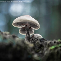 Buy canvas prints of Forest Floor Fungi by Martin Newman